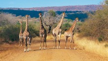 Parc National au Kenia