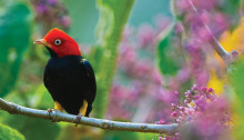 Un oiseau dans le Parc National Corcovado, Costa Rica